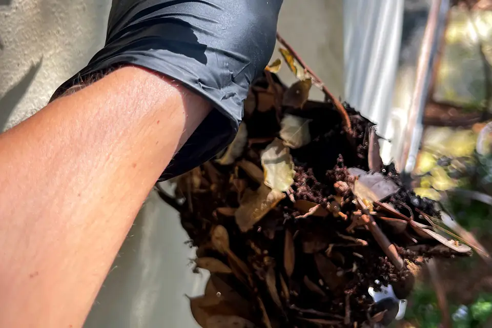 Casa Care technician holding a gloved handful of wet leaves and debris pulled out of a gutter